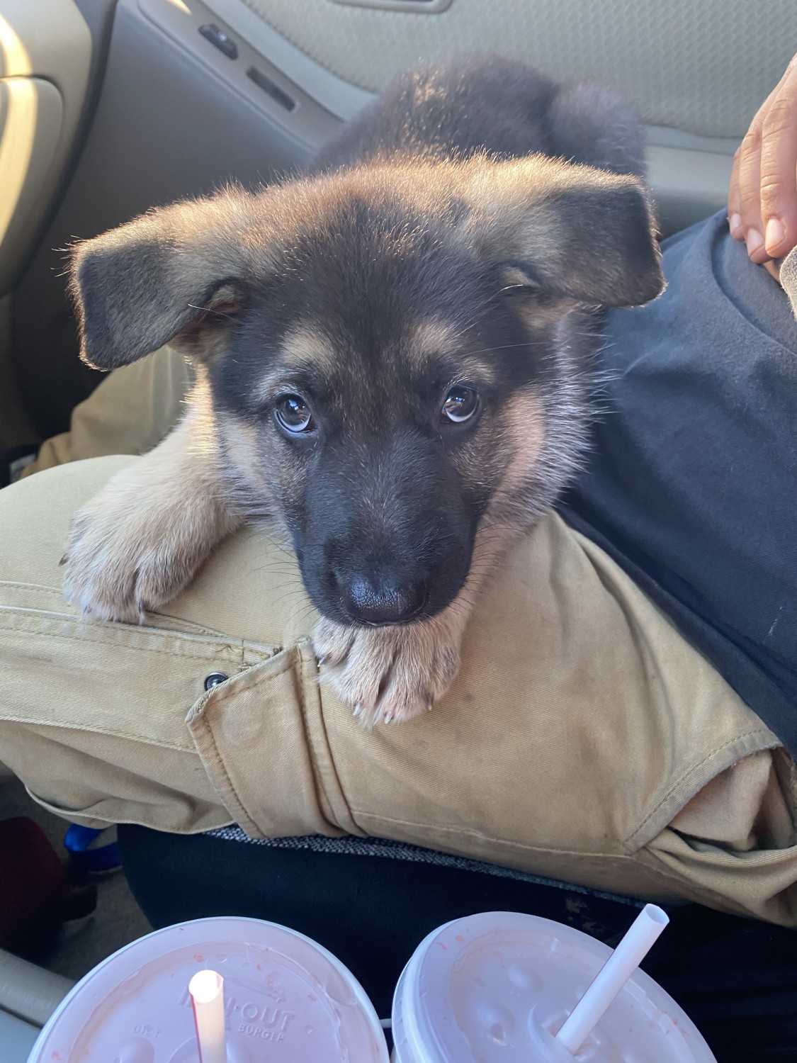 German Shepherd Puppies For Sale Portland, OR 334865