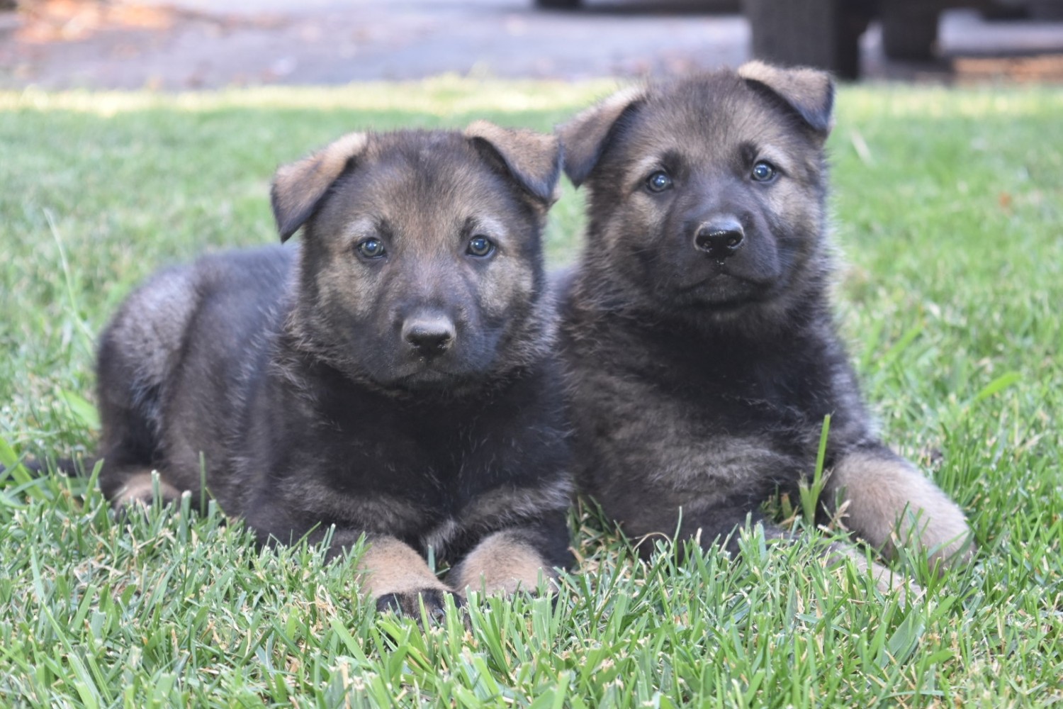 German Shepherd Puppies For Sale West March Lane, Stockton, CA 335120