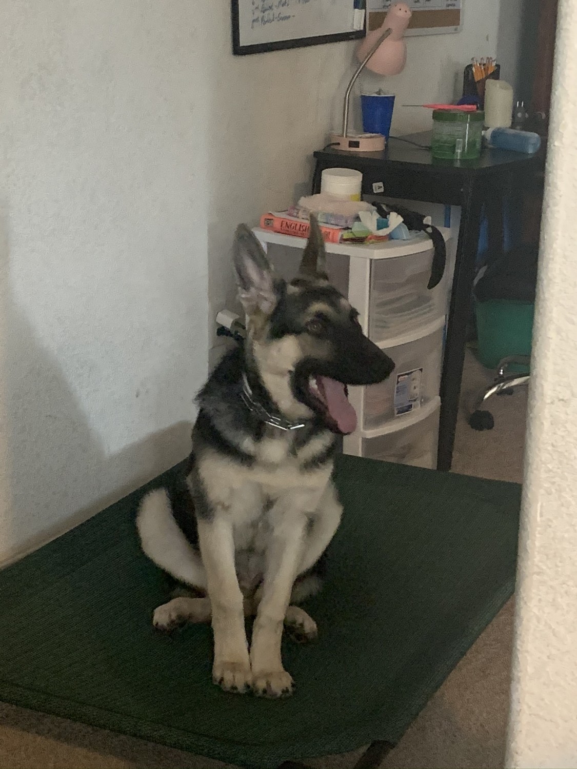 German Shepherd Puppies For Sale Killeen, TX 348590