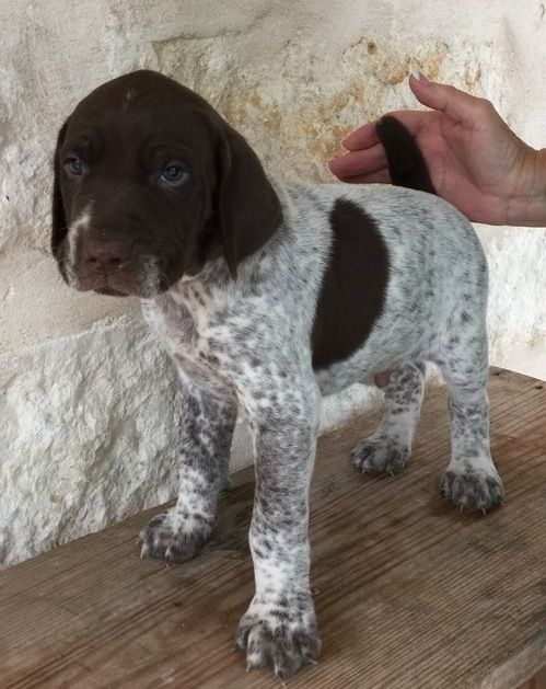 German Shorthaired Pointer Puppies For Sale | Bakersfield, CA #161065