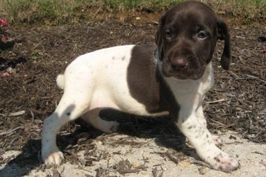 German Shorthaired Pointer Puppies For Sale | New York, NY ...