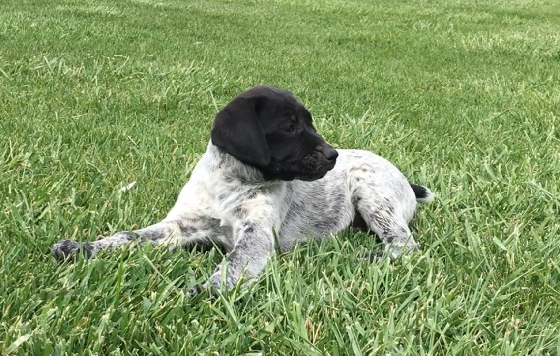 Gsp Puppies California / German Shorthaired Pointer ...