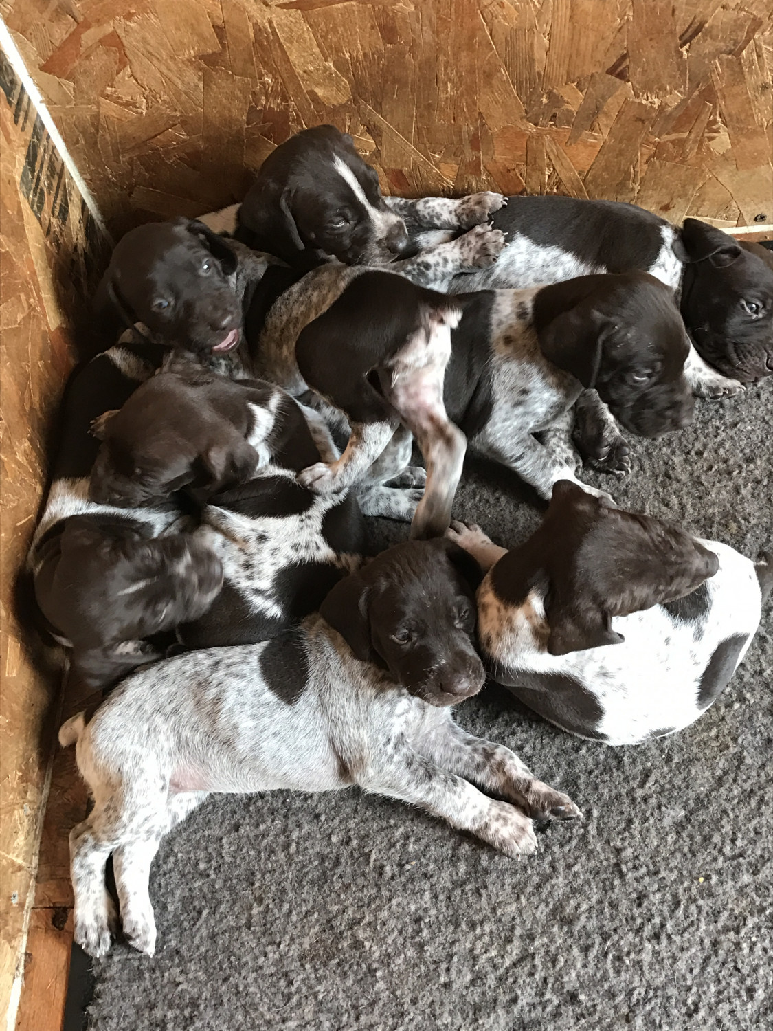 German Shorthaired Pointer Puppies For Sale | Oak Lawn, IL #236337