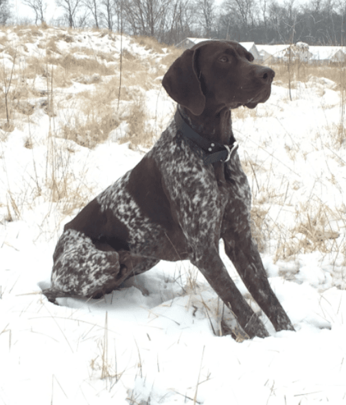 German Shorthaired Pointer Puppies For Sale | Union, MO #246097