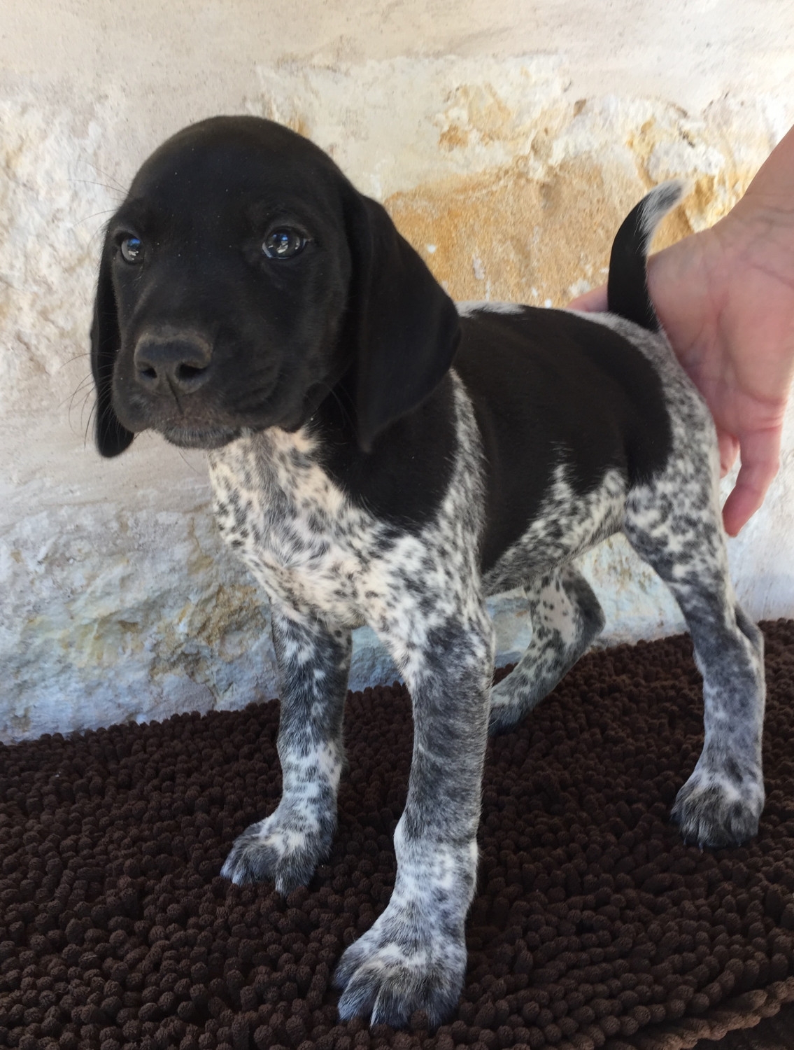 German Shorthaired Pointer Puppies For Sale | Wimberley ...