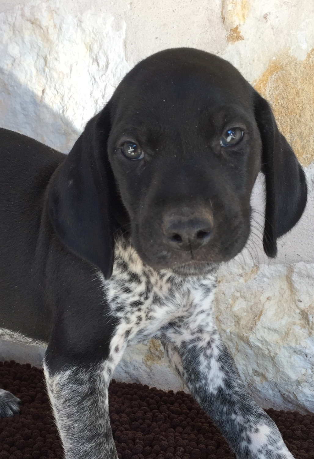 German Shorthaired Pointer Puppies For Sale Wimberley