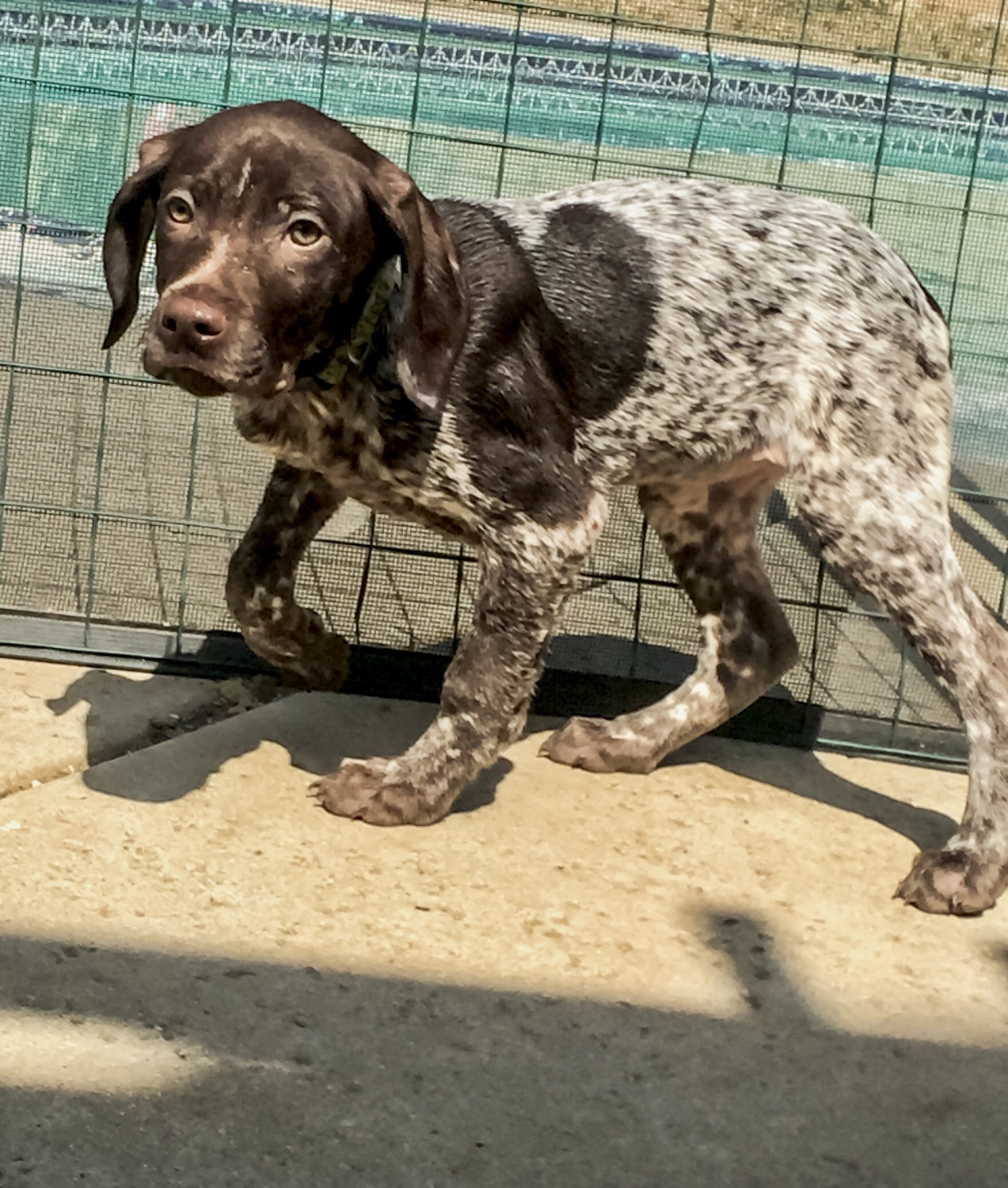 Gsp Puppies California / German Shorthaired Pointer ...