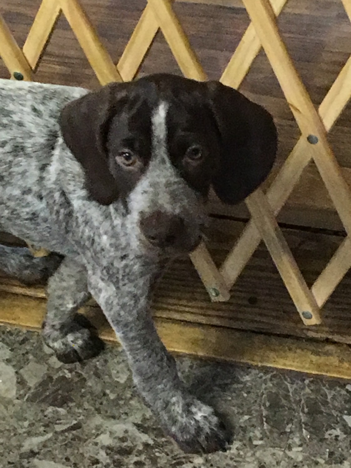 German Shorthaired Pointer Puppies For Sale | Pulaski, NY ...