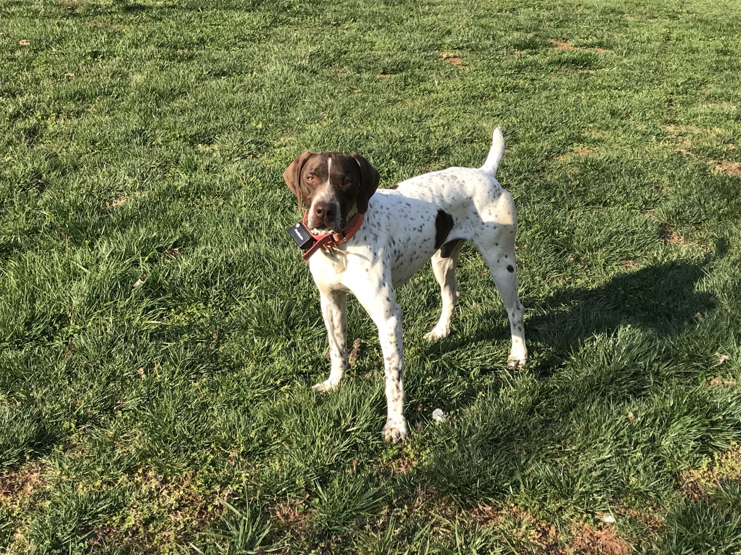 German Shorthaired Pointer Puppies For Sale | Walnut Cove ...
