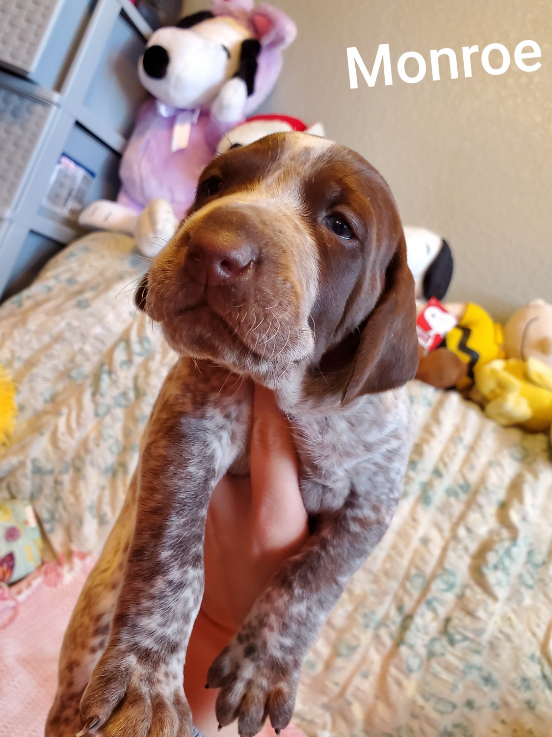German Shorthaired Pointer Puppies For Sale | Colorado Springs, CO #324379