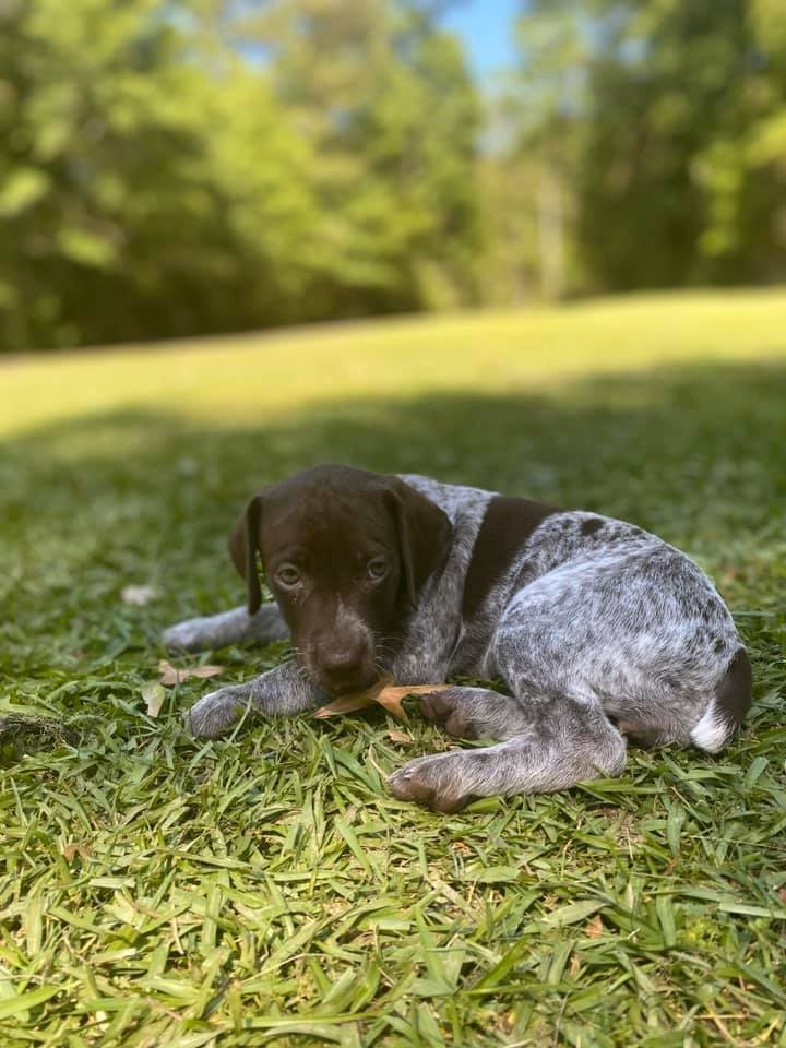 German Shorthaired Pointer Puppies For Sale | New York, NY ...