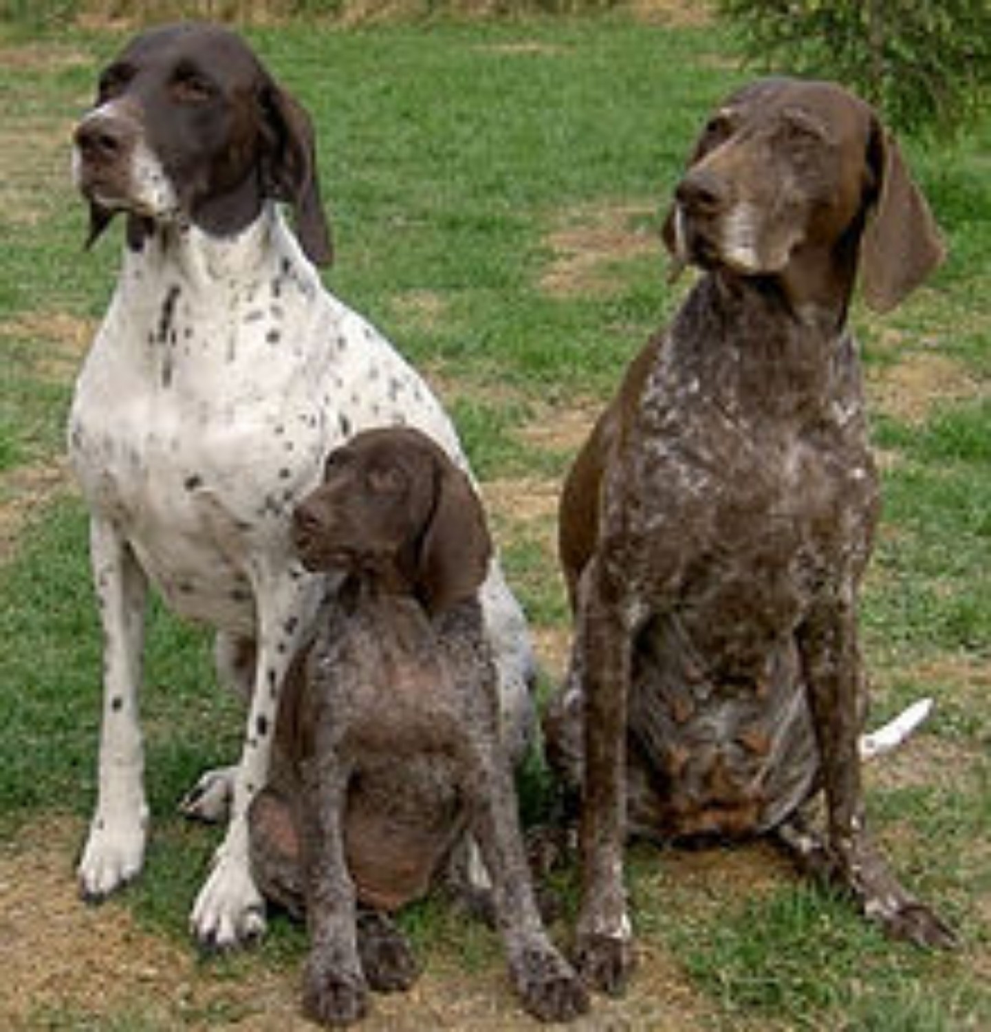 Collection 97+ Pictures Pictures Of German Shorthaired Pointers ...