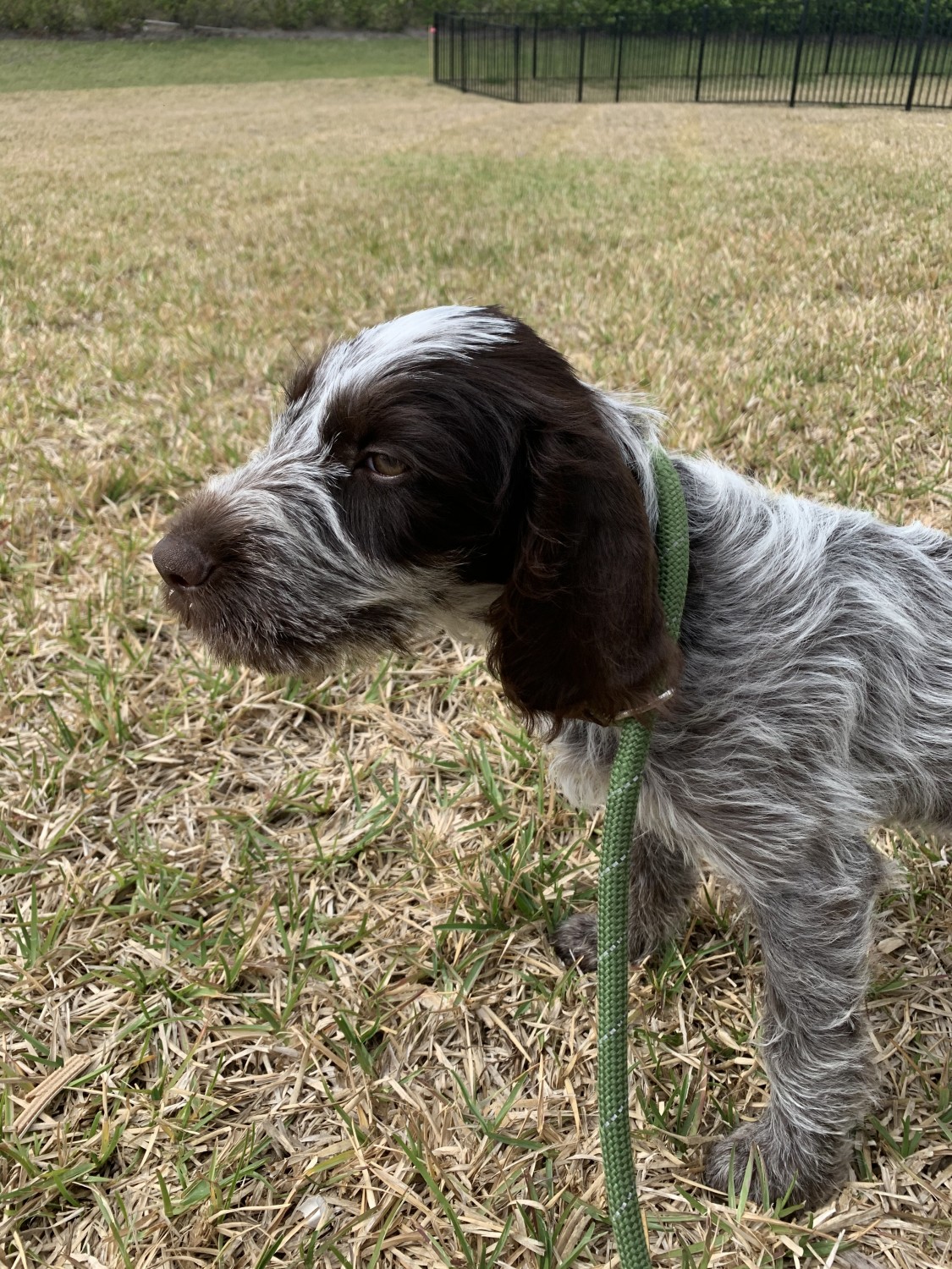 German Wirehaired Pointer - Puppy Choices