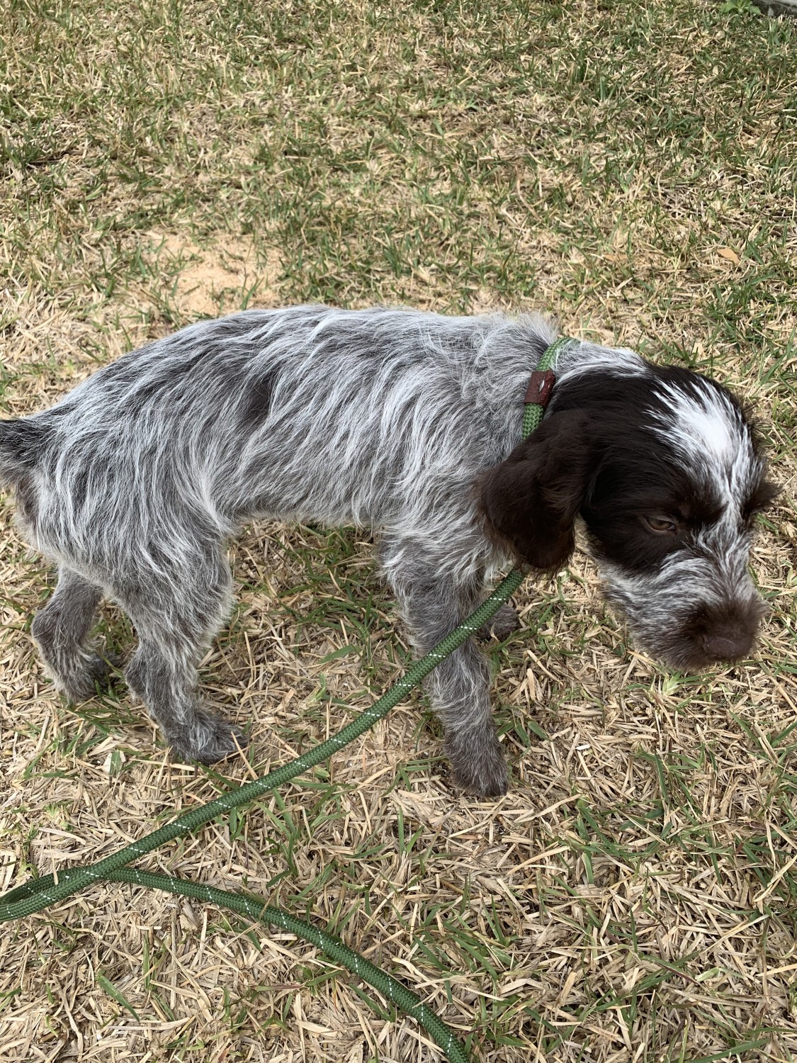 German Wirehaired Pointer. By K&M Photo. | German 