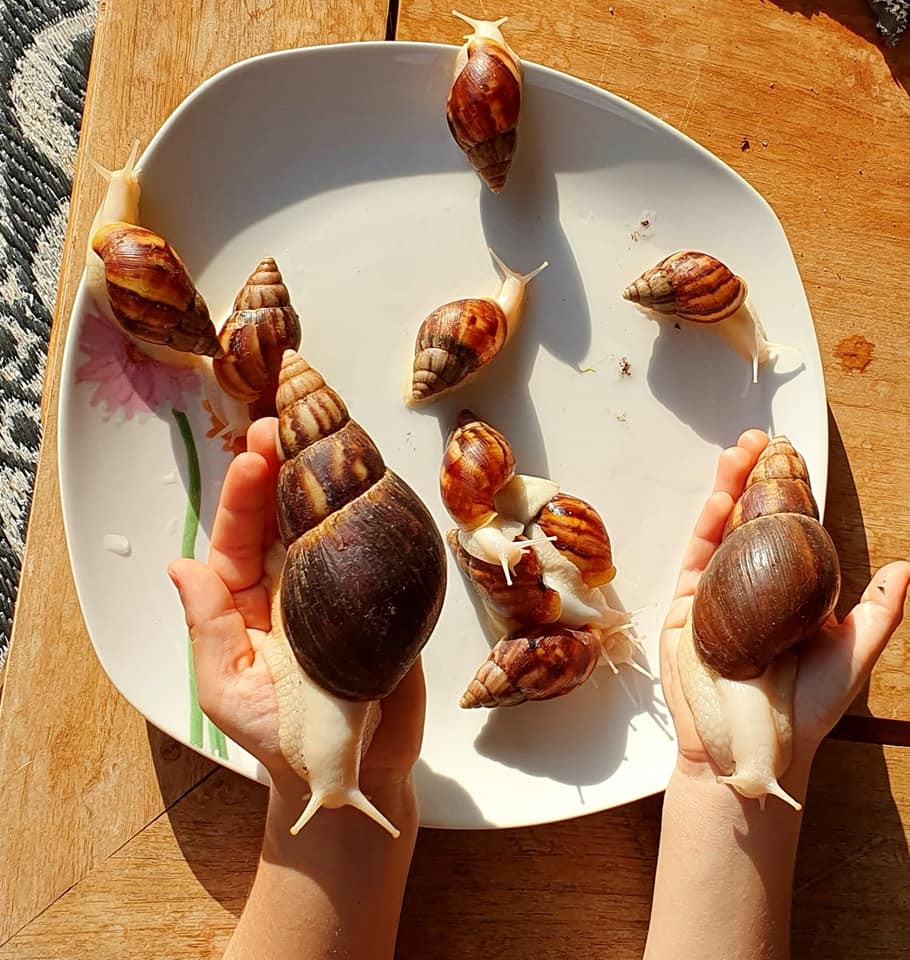 Giant African Land Snail Animals For Sale CarmelbytheSea, CA 405863