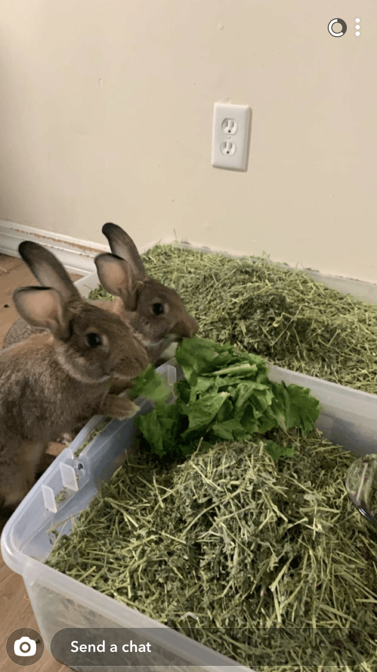 "Giant Chinchilla" Rabbits For Sale Coram, NY 338887