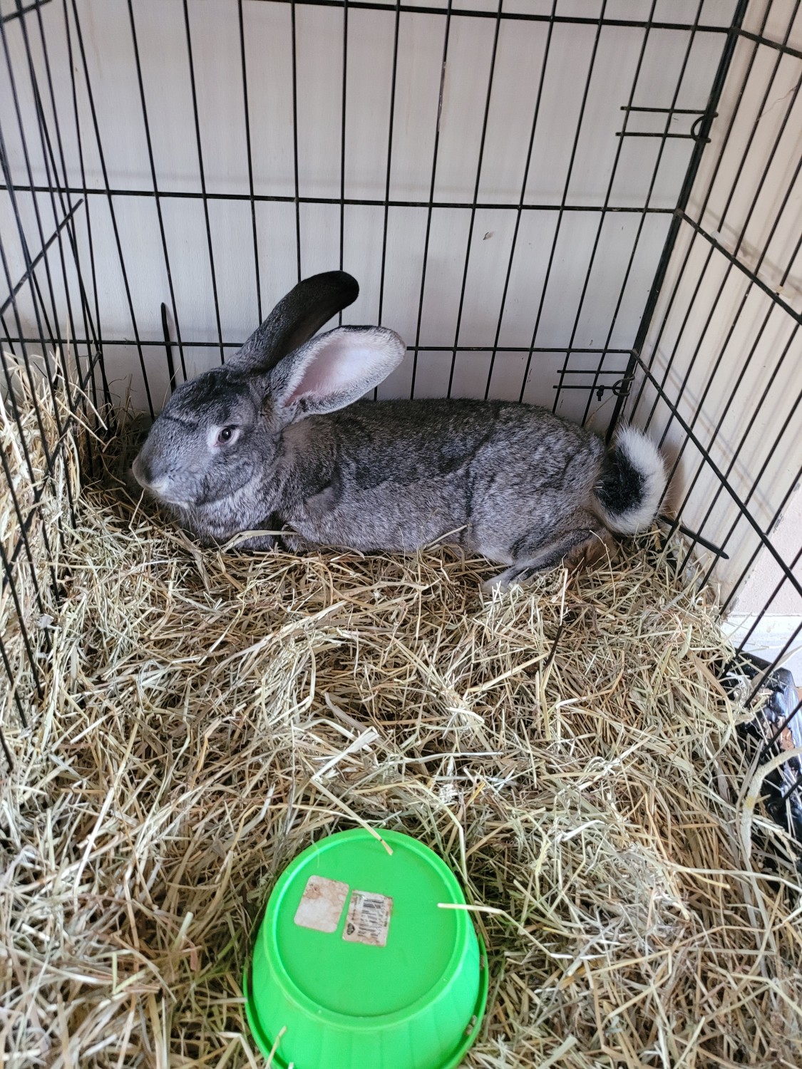 Giant Chinchilla Rabbits For Sale North Windham, CT 352852