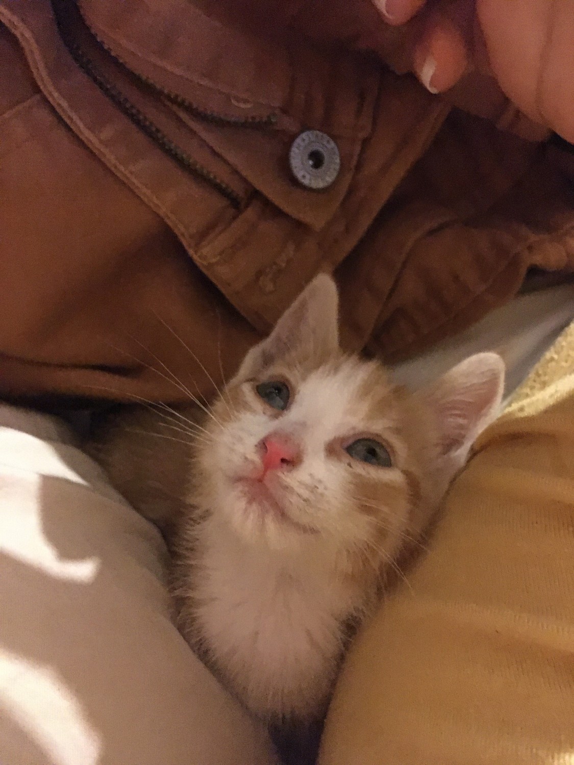 Ginger Tabby Cats For Sale Homestead, FL 411922