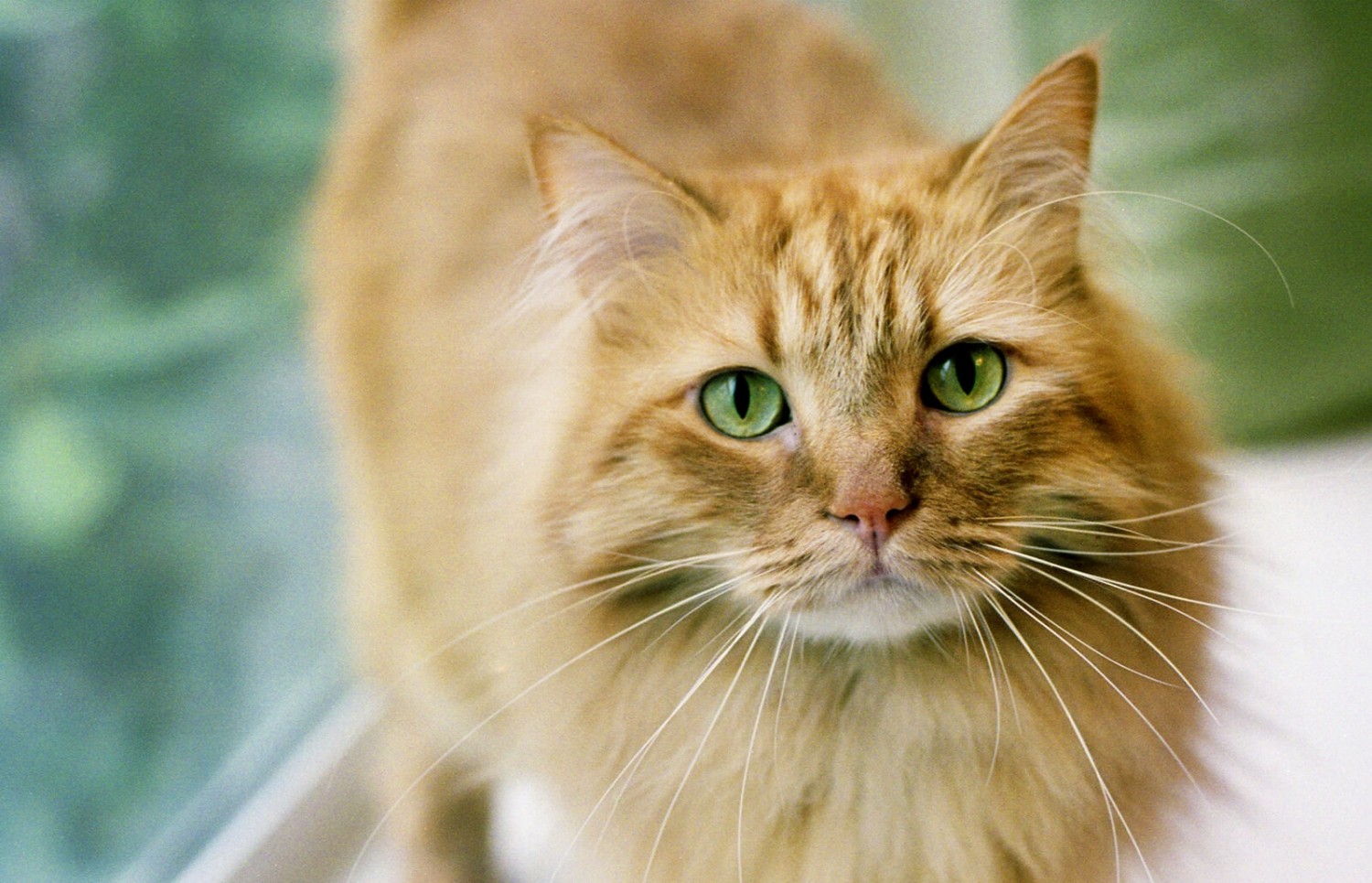 ginger orange tabby cat male