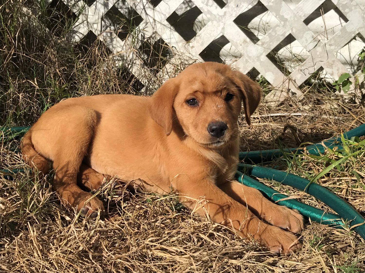 Goldador Puppies For Sale Houston, TX 283973 Petzlover