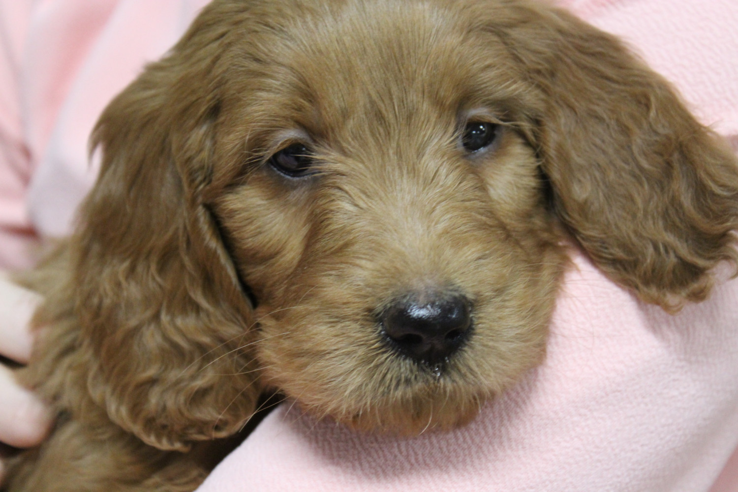 35 Top Images Goldendoodle Puppies For Sale Price : Miniature Goldendoodle Puppies For Sale | Puppy Adoption ...