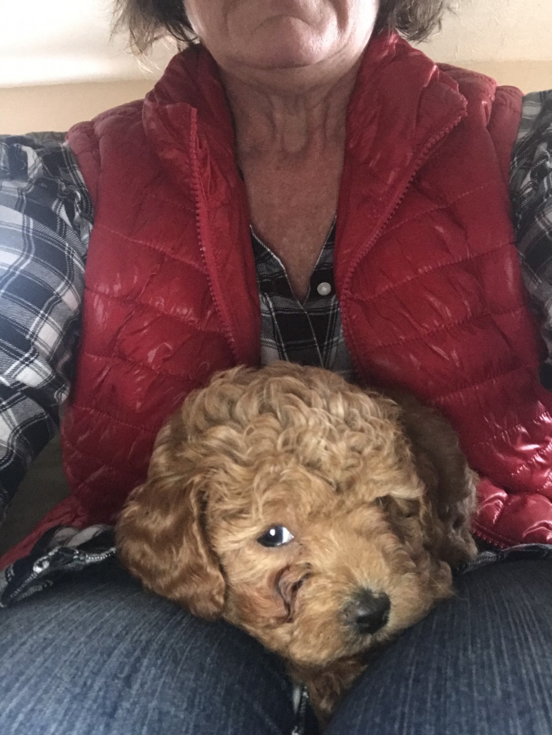 54 Top Pictures Goldendoodle Puppies Dallas Texas / Goldendoodle Puppies