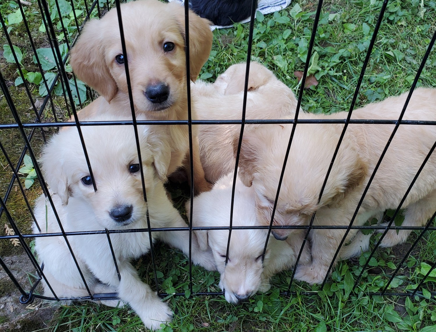 Golden Doodle Puppies For Sale Rochester, NY 331408