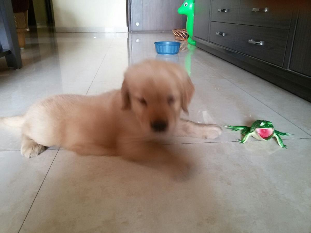 Golden Retriever Puppies For Sale Mumbai, MH 102480