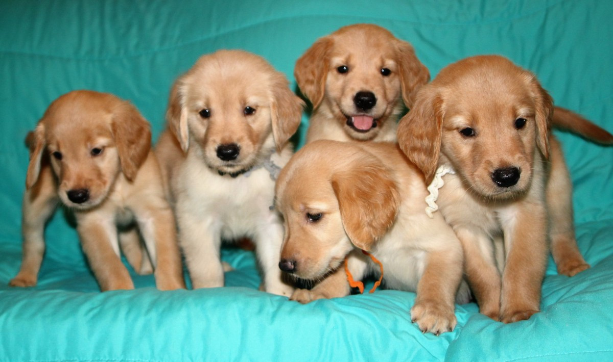 Golden Retriever Puppies For Sale | Zephyrhills, FL #168475