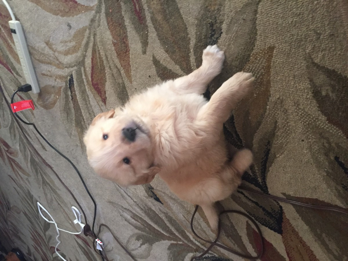 Golden Retriever Puppies For Sale Wenatchee, WA 171402