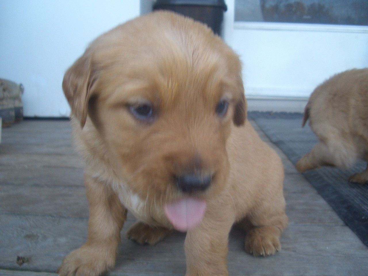 Golden Retriever Puppies For Sale | Wake Forest, NC #176520