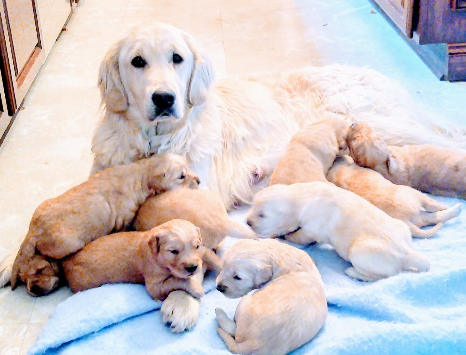 Golden Retriever Puppies For Sale Isanti, MN 182264