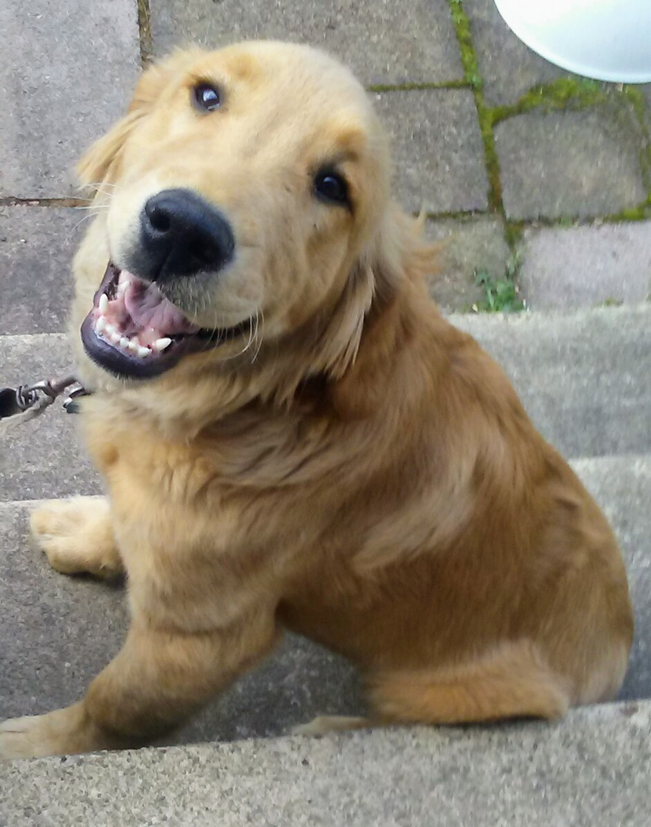 Golden Retriever Puppies For Sale Lisbon, OH 189595