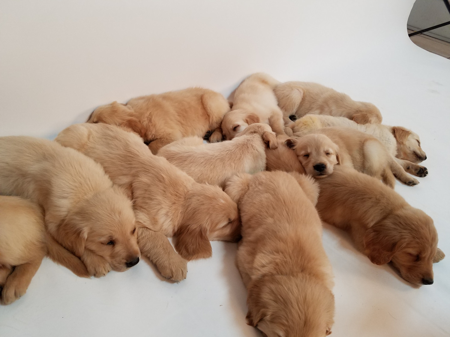 Golden Retriever Puppies For Sale Phoenix, AZ 207466