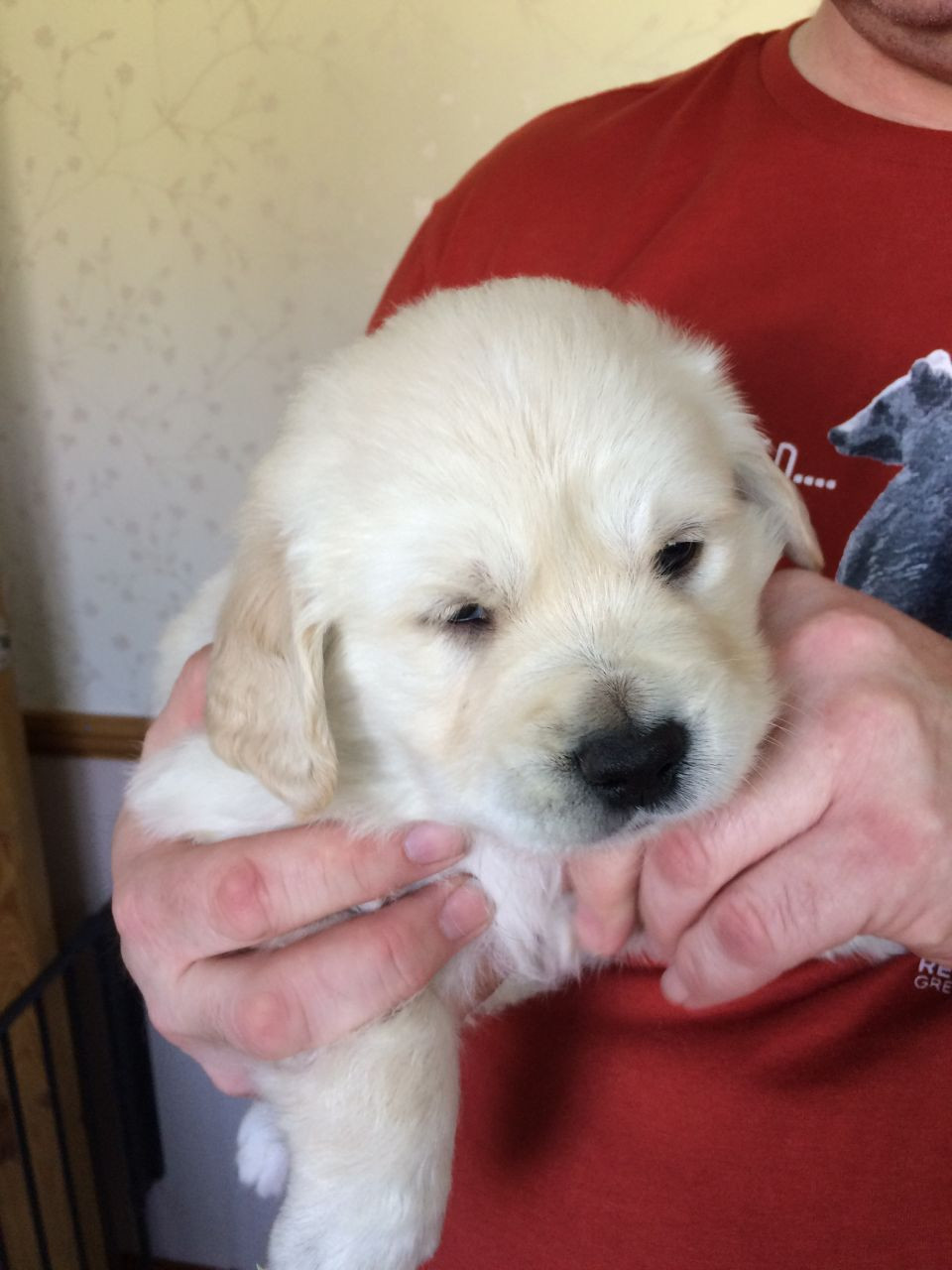 Golden Retriever Puppies For Sale Orangeburg, SC 214956