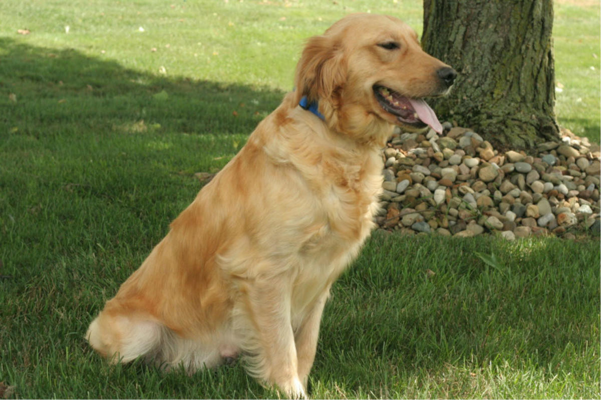 Golden Retriever Puppies For Sale San Antonio, TX 232565