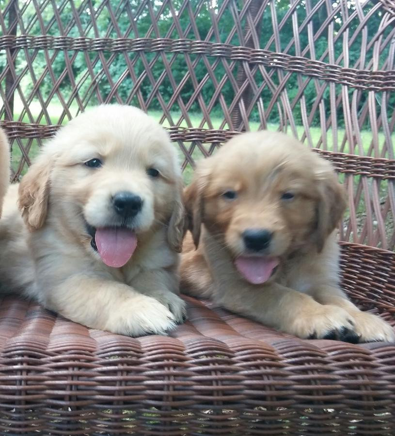 Golden Retriever Puppies For Sale | Columbus, OH #233213