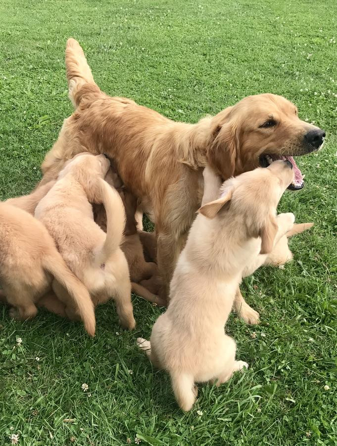 Craigslist Puppies Phoenix Az Golden Retriever Puppies For Sale In