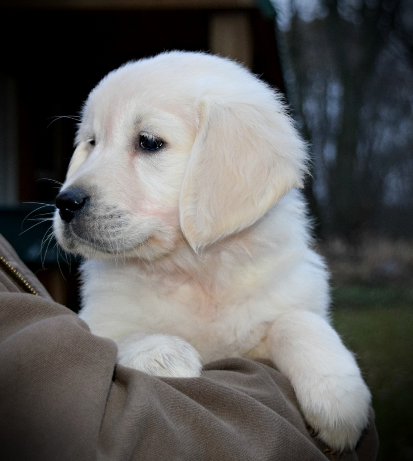 Golden Retriever Puppies For Sale | Janesville, WI #252634