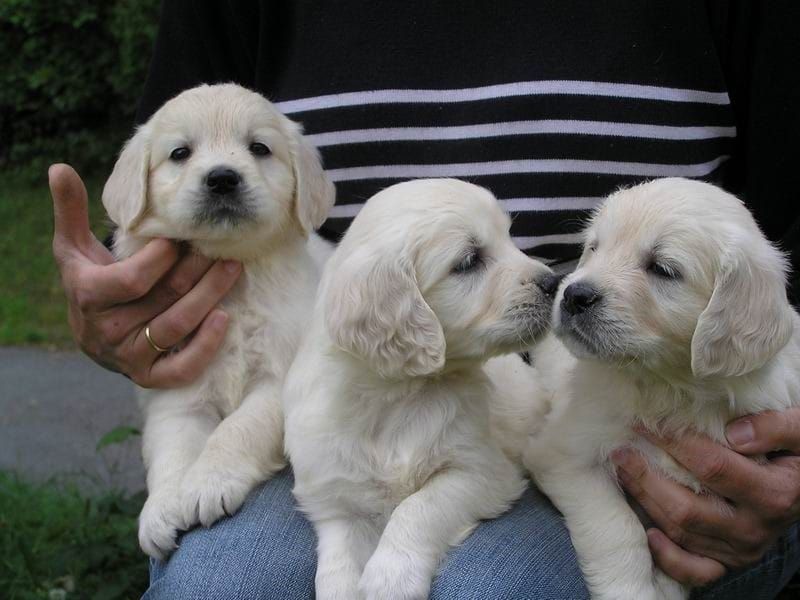 Golden Retriever Puppies For Sale | Downtown, CT #253361