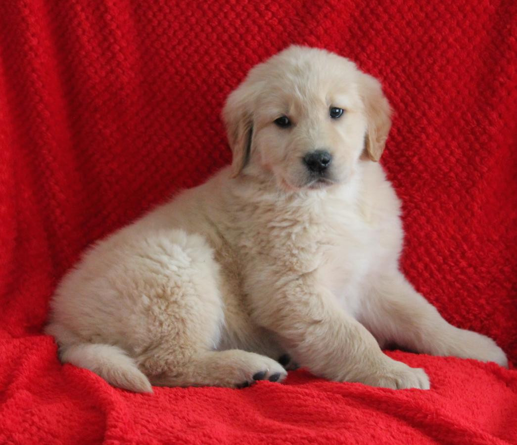 Golden Retriever Puppies For Sale Phoenix, AZ 262215
