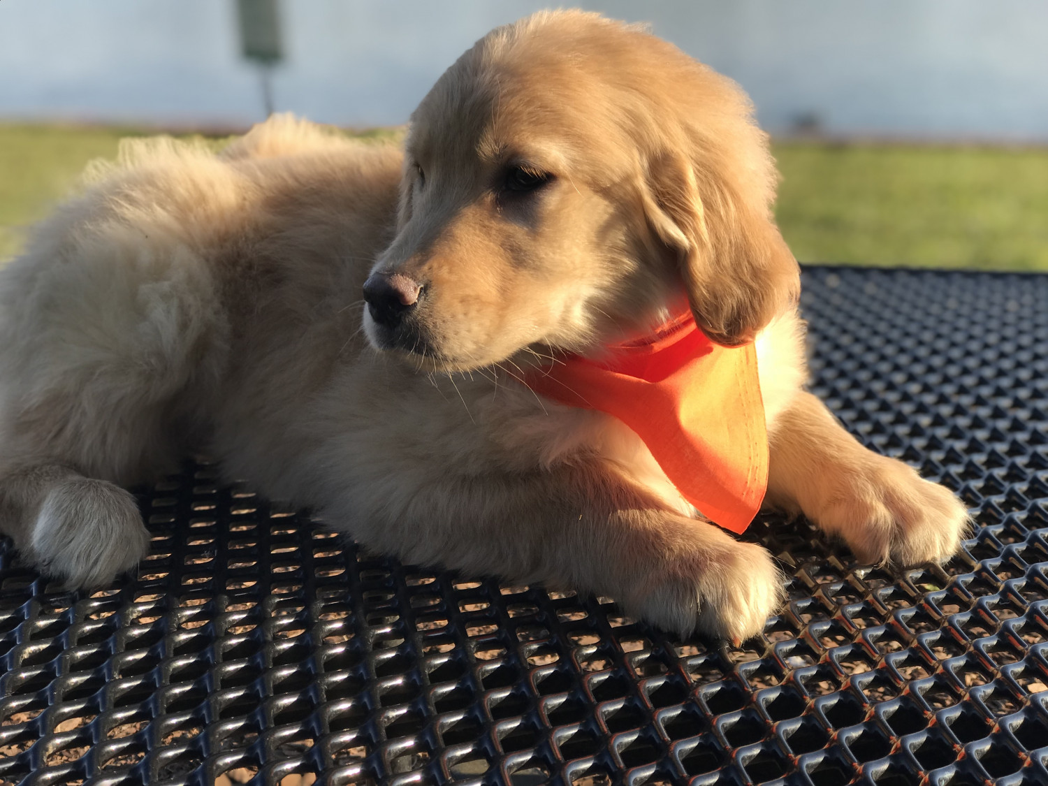 Golden Retriever Puppies For Sale Lakeland, FL 263781