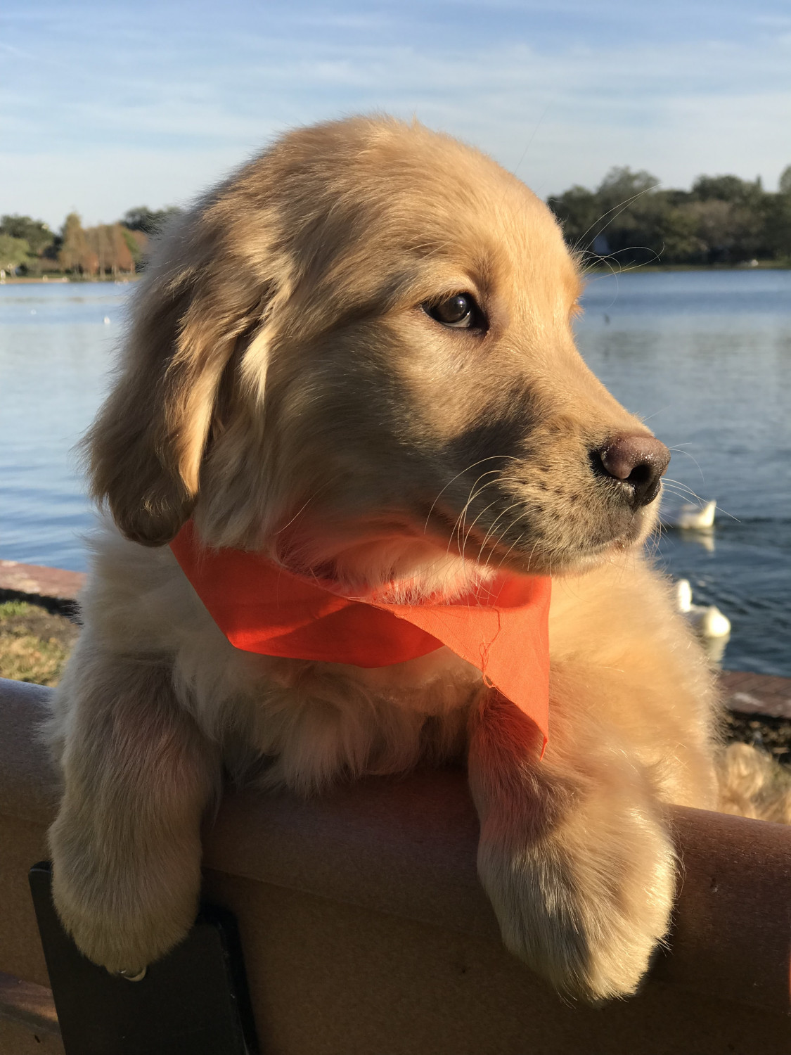 Quality Golden Golden retriever puppies for sale - Russia