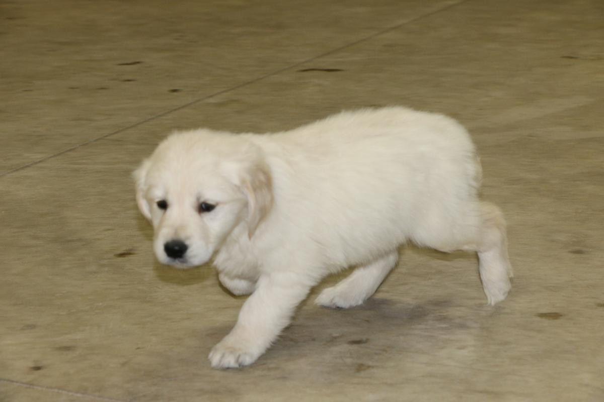 Golden Retriever Puppies For Sale Victoria, TX 269355