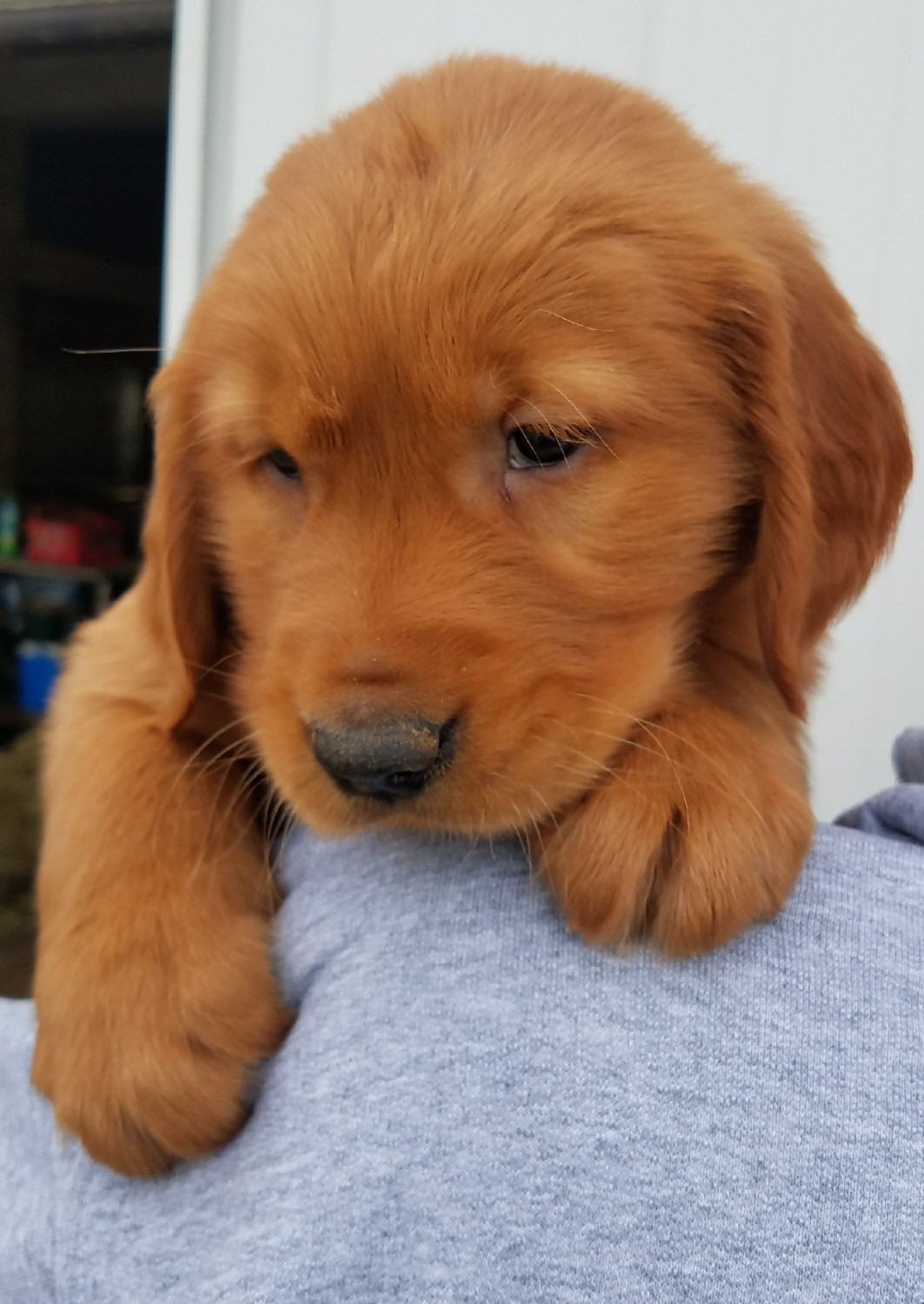 Golden Retriever Puppies For Sale Waynesfield, OH 270542