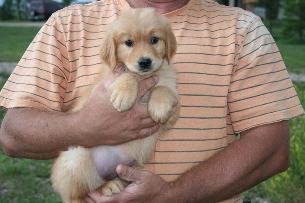 Golden Retriever Puppies For Sale Castle Rock, CO 272554
