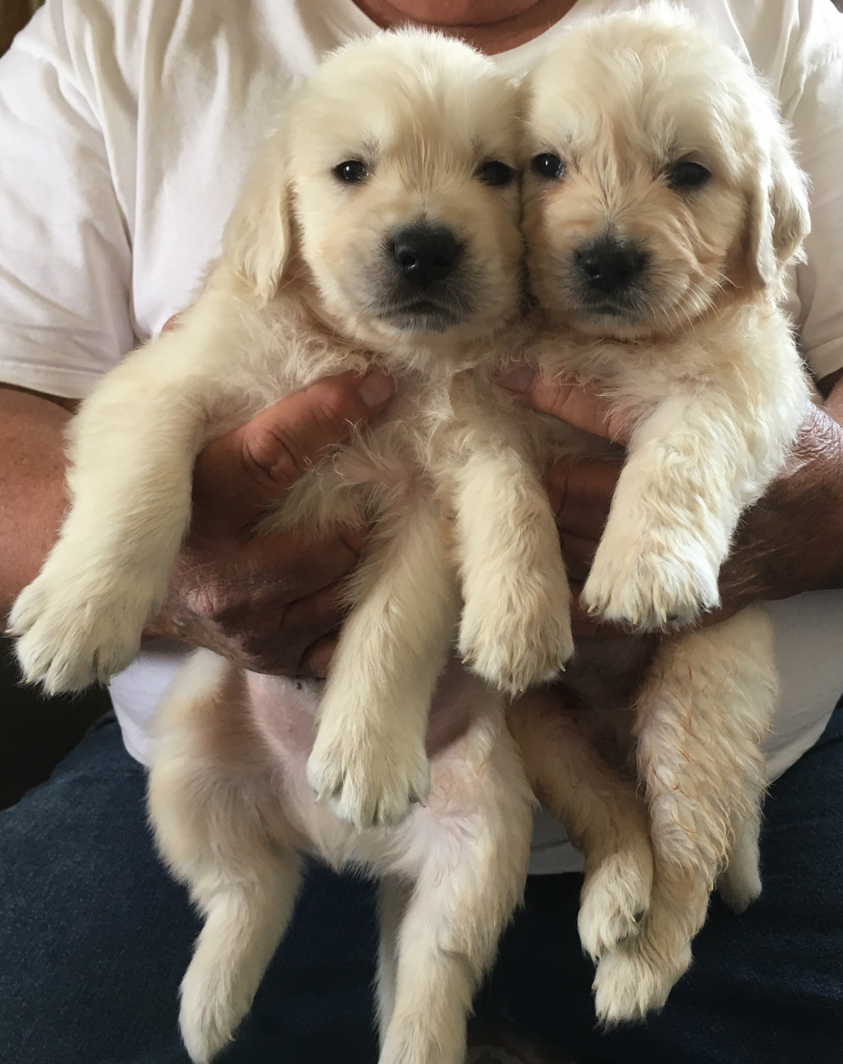 Golden Retriever Puppies For Sale Phoenix, AZ 276247