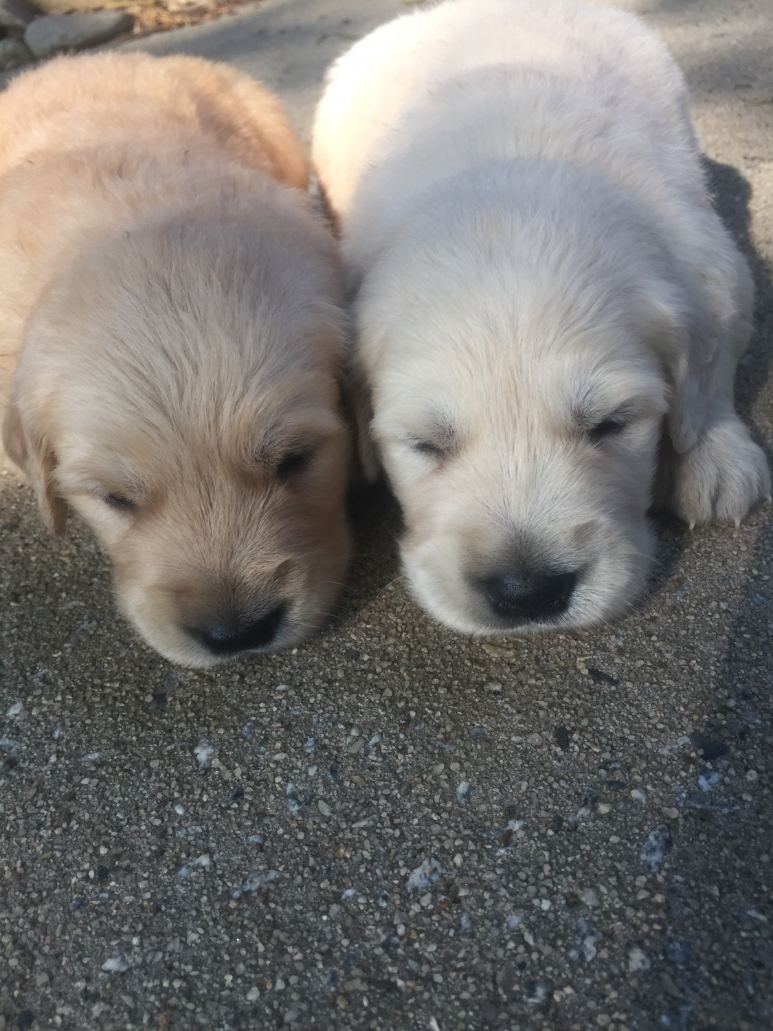 Golden Retriever Puppies For Sale | High Point, NC #278246