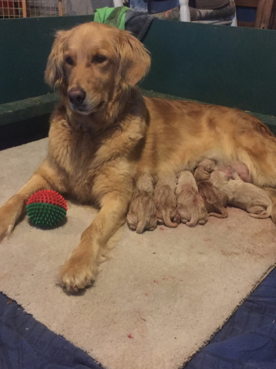 Golden Retriever Puppies For Sale High Point, NC 278246