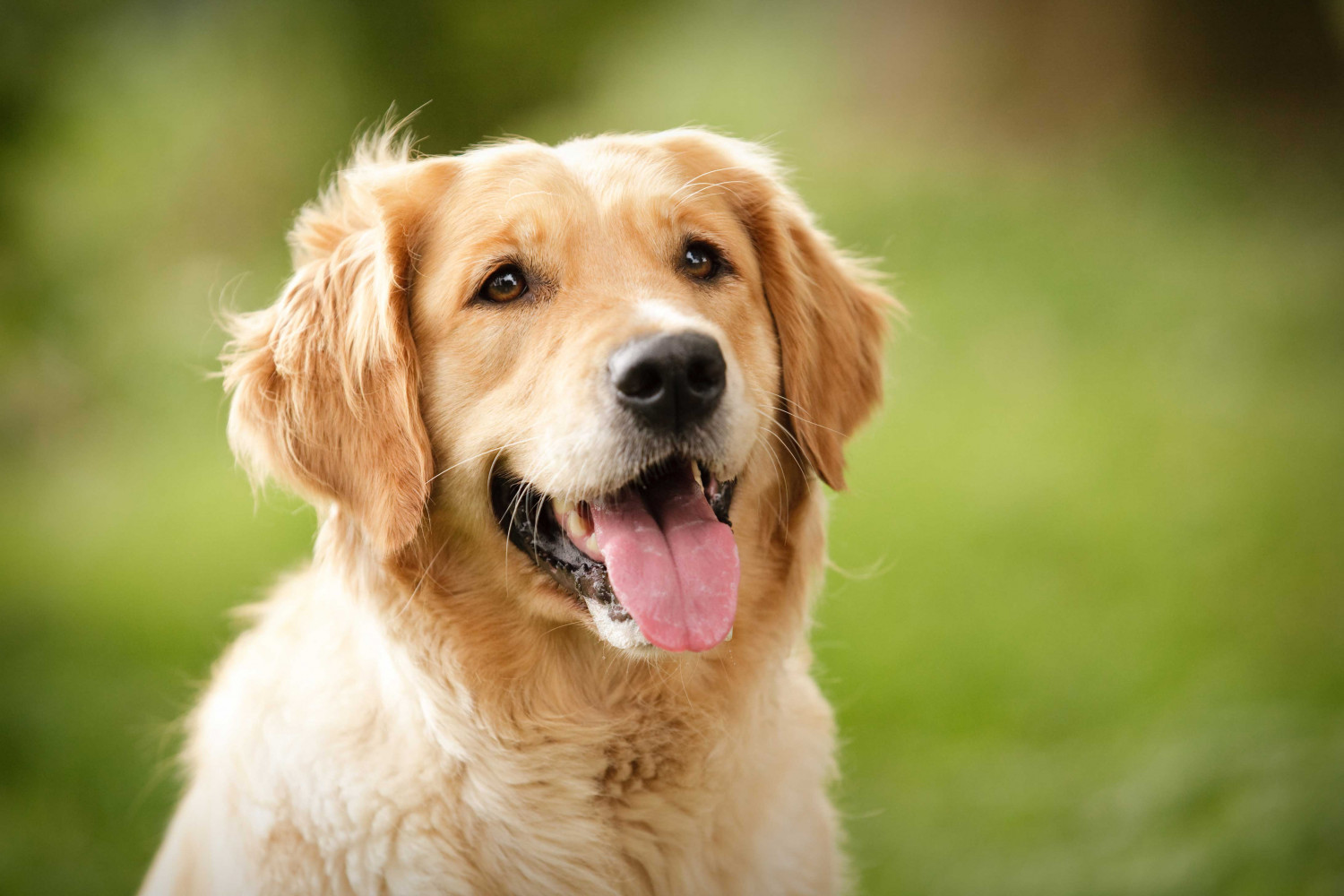 Golden Retriever Dog Breed Information, Images, Characteristics, Health